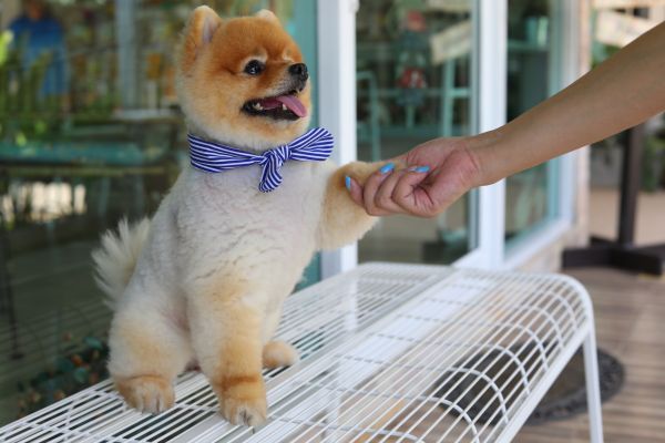 Delray Beach Pets