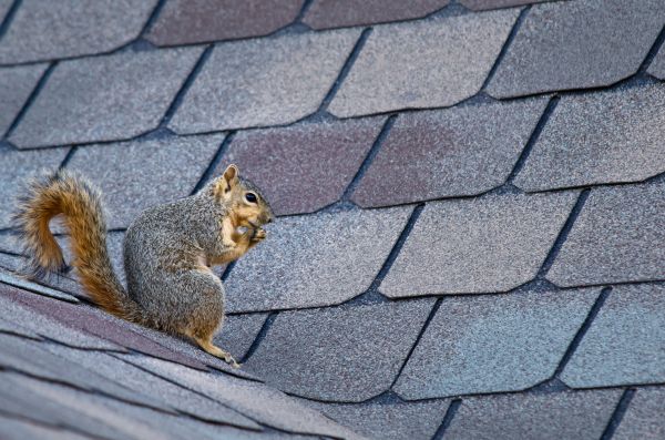 Delray Beach Wildlife Removal