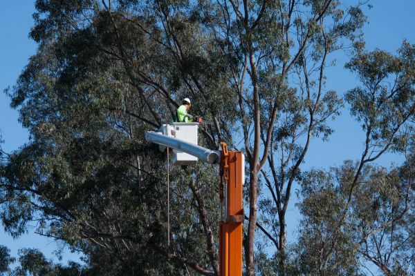 Delray Beach Tree Trimming