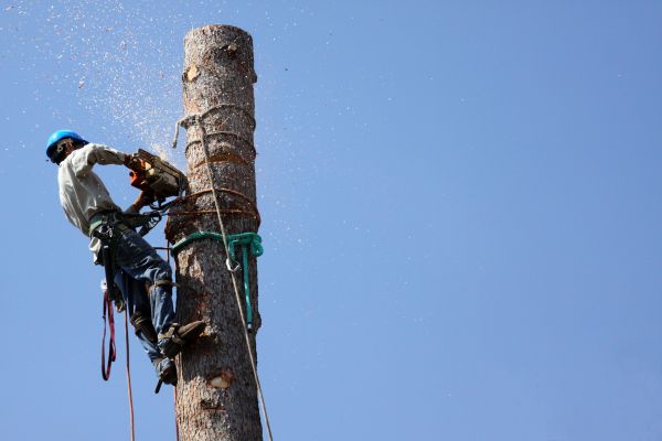 Delray Beach Tree Removal